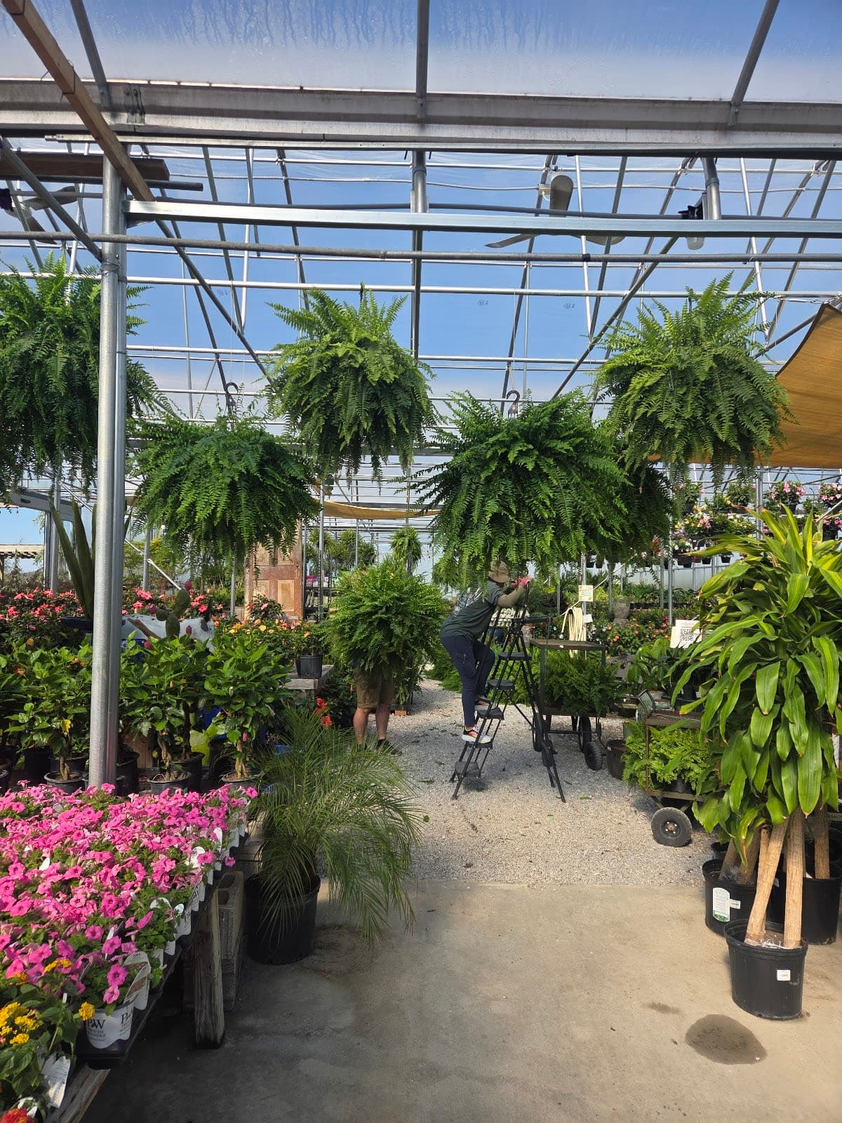 Family Roots Nursery
