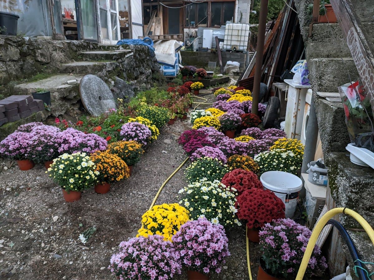 Flower Nursery