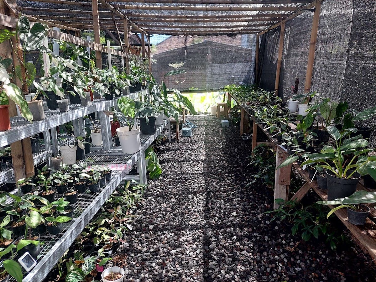 Indo Tropical Plant