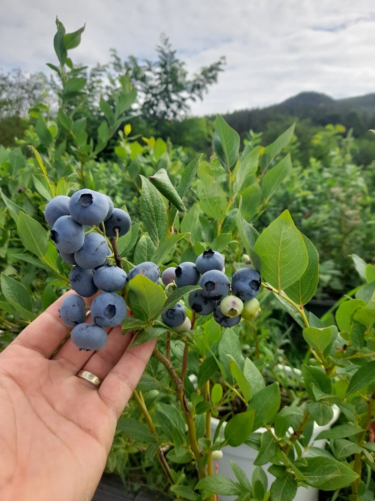 Negoberry Plants