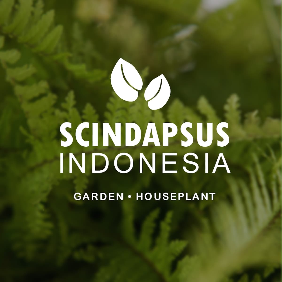 Scindapsus Indonesia