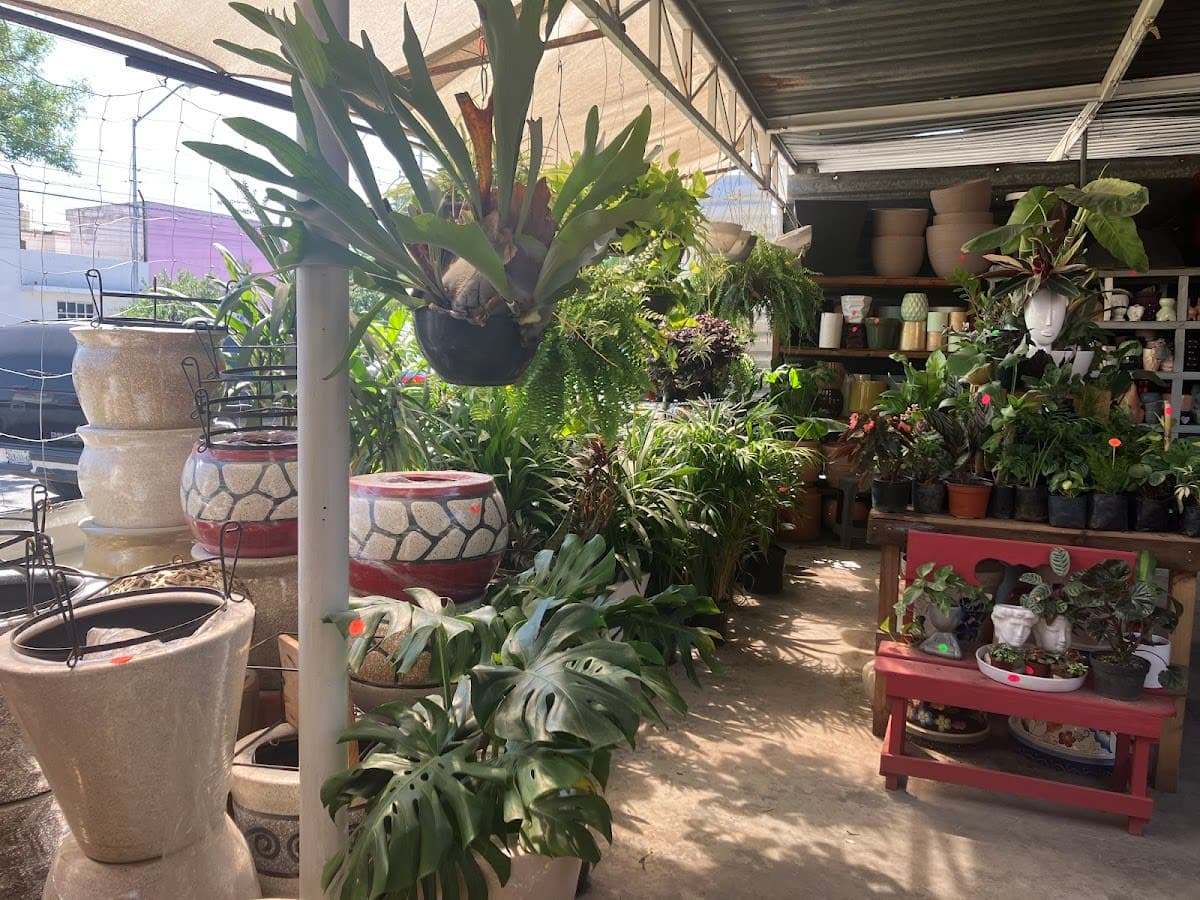 Vivero de Palmas