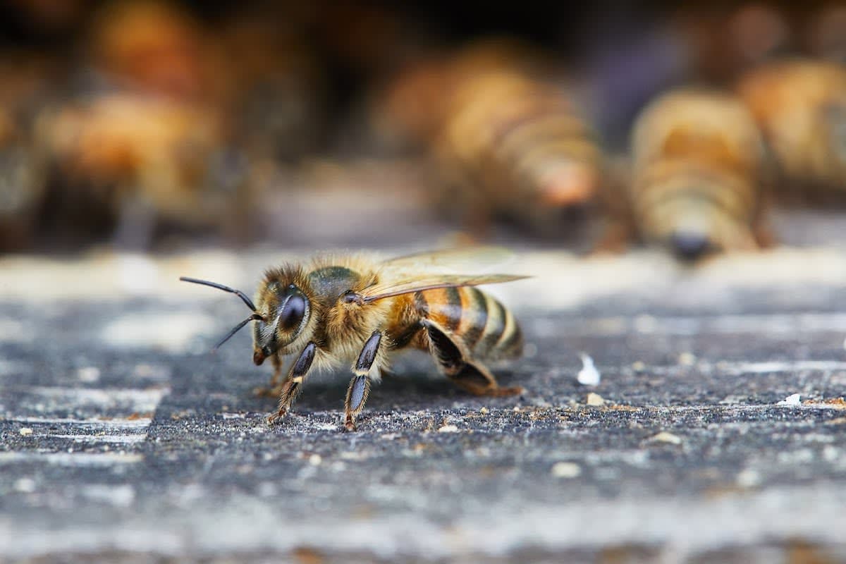 Woodland Bee Company