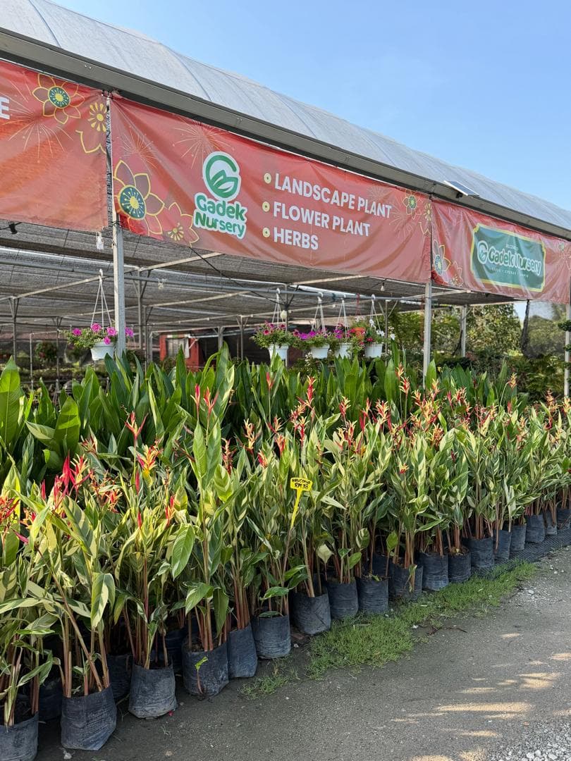 Gadek Nursery, Alor Gajah, Melaka - (Nursery Pokok, Buah, Bunga, Baja)