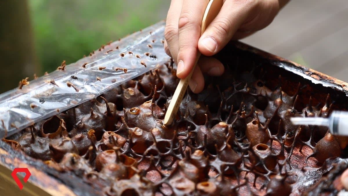 Malaysian Honey Specialist - Melipoly Enterprise Sdn Bhd (Petaling Jaya) HQ
